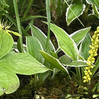 Hosta 'Painted Lady'